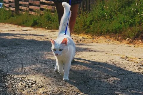 На утреннюю прогулку кошка вышла раньше