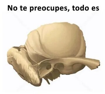 Incisura mastoidea