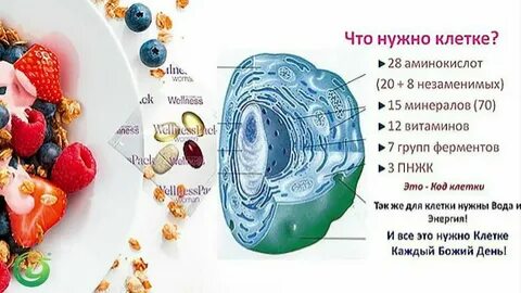 Сколько у здорового человека должно быть клеток