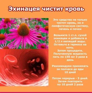 Эхинацея можно пить