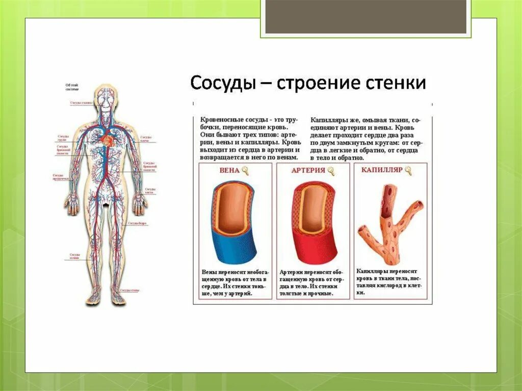 Какие сосуды артерии. Строение кровеносных сосудов Вена. Строение кровеносных сосудов артерии. Схема строения стенки кровеносных сосудов. Строение кровеносных сосудов артерии вены.