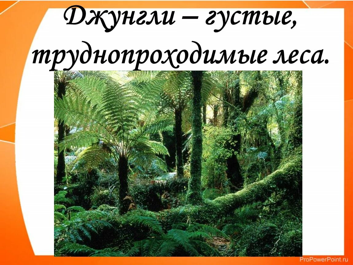 Экваториальный лес Южной Америки. Древовидные папоротники Южной Америки. Растительный мир влажных экваториальных лесов (Гилея). Папоротники из лесов Южной Америки. Растения и животные природной зоны экваториальные леса