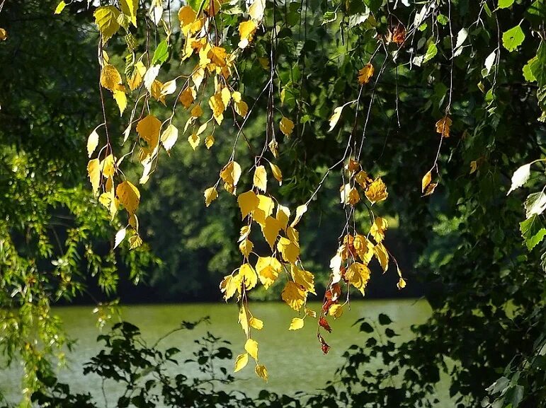 Желтая береза канада. Береза желтая (betula costata). Береза желтая (betula costata). Лист березы желтый. Желтые пряди на березах.