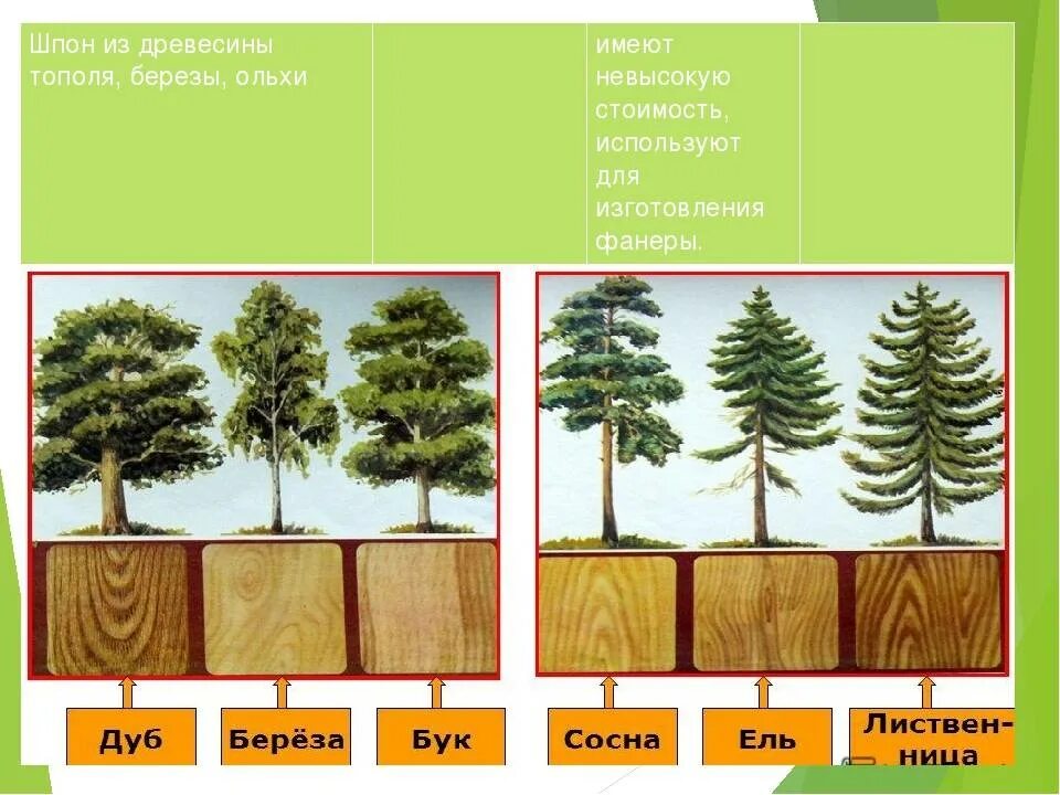 Какая порода деревьев лучше. Породы древесины. Образцы древесины. Лиственные породы древесины. Хвойные породы деревьев.