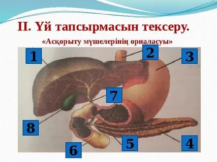 Ануста мүшенің фотосы