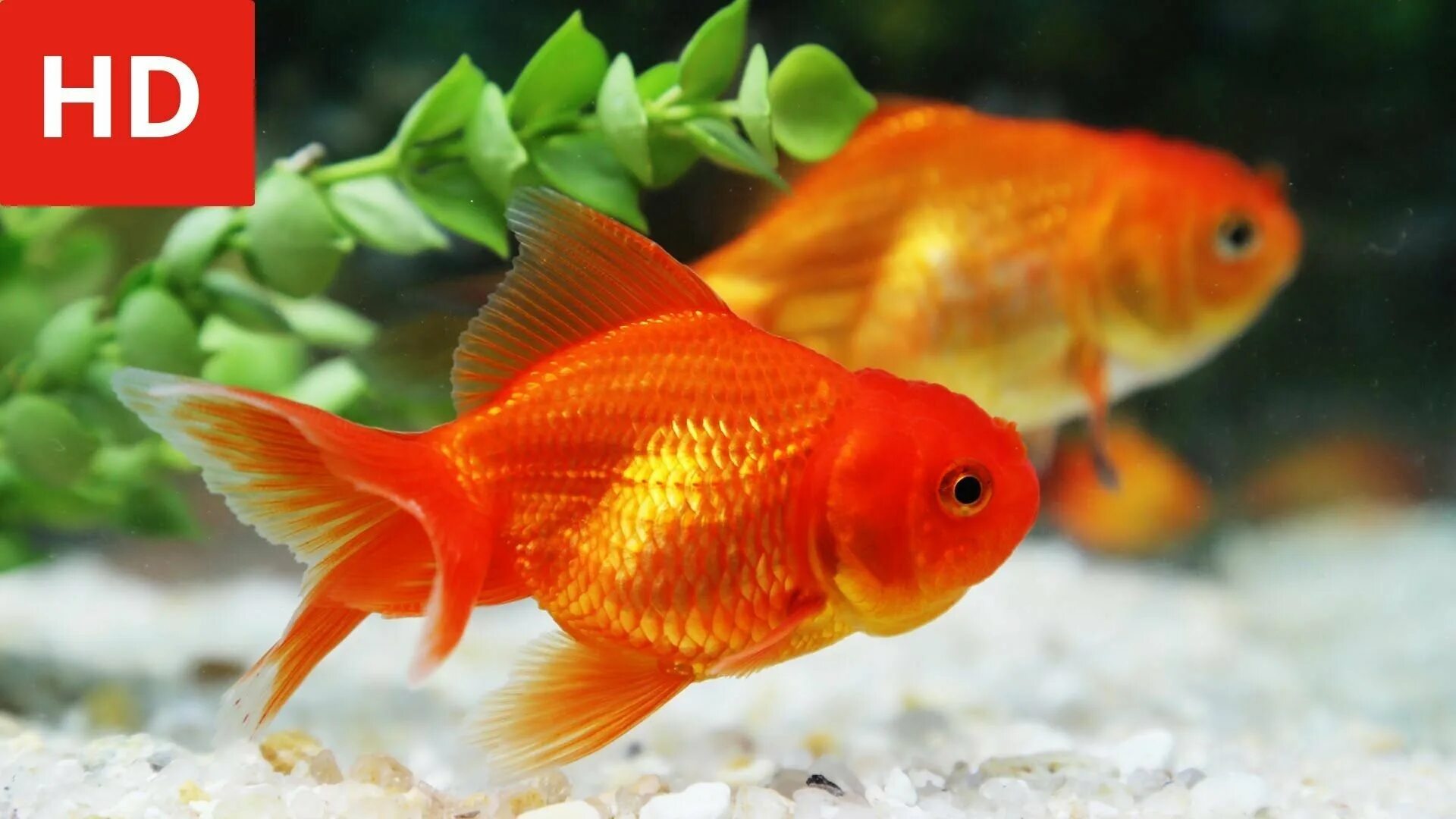 Бесплатные живые обои рыбки. Комета рыбка аквариумная. Кардинал золотой рыбка аквариумная. Голд Фиш рыбки аквариумные. Севилья рыбка аквариумная.