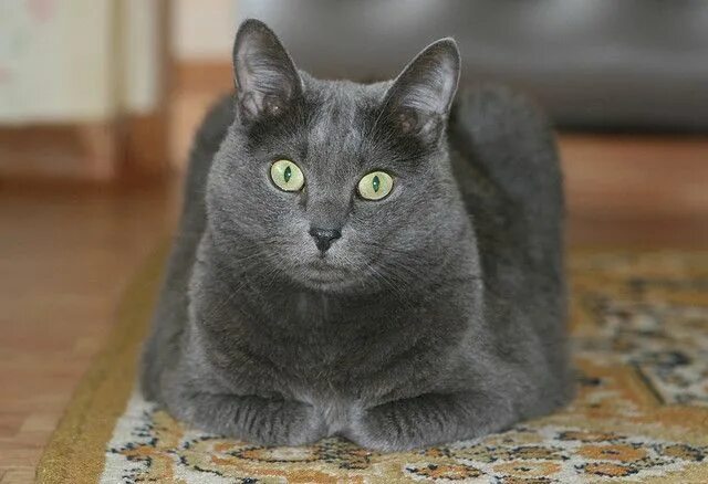 Мейн кун голубой солид. Сибирский голубая кошка короткошерстная. Кошка сибирская голубая гладкошерстная. Нибелунг длинношерстная. Нибелунг (порода кошек).