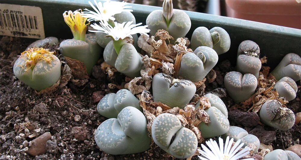 Литопс. Живой камень, Литопс (Lithops species). Литопсы почва. Литопсы пересадка.