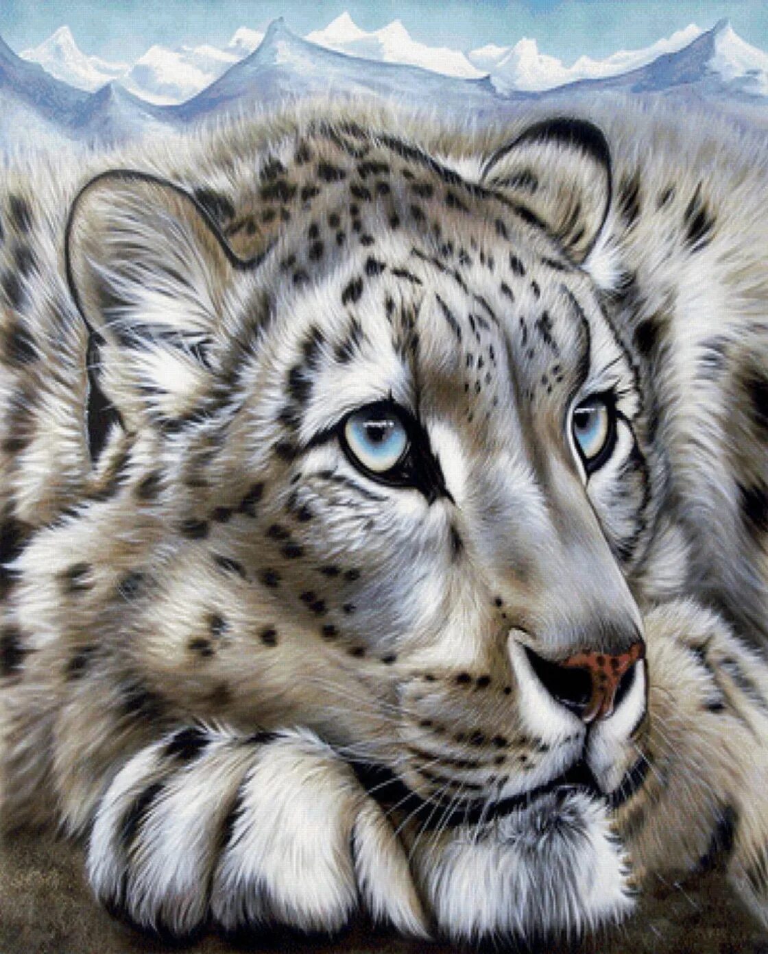 - снежный барс (panthera uncia. Снежный барс uncia uncia. - снежный барс (panthera uncia. Снежный барс татарстан. Сайлюгемский нацпарка снежный барс.