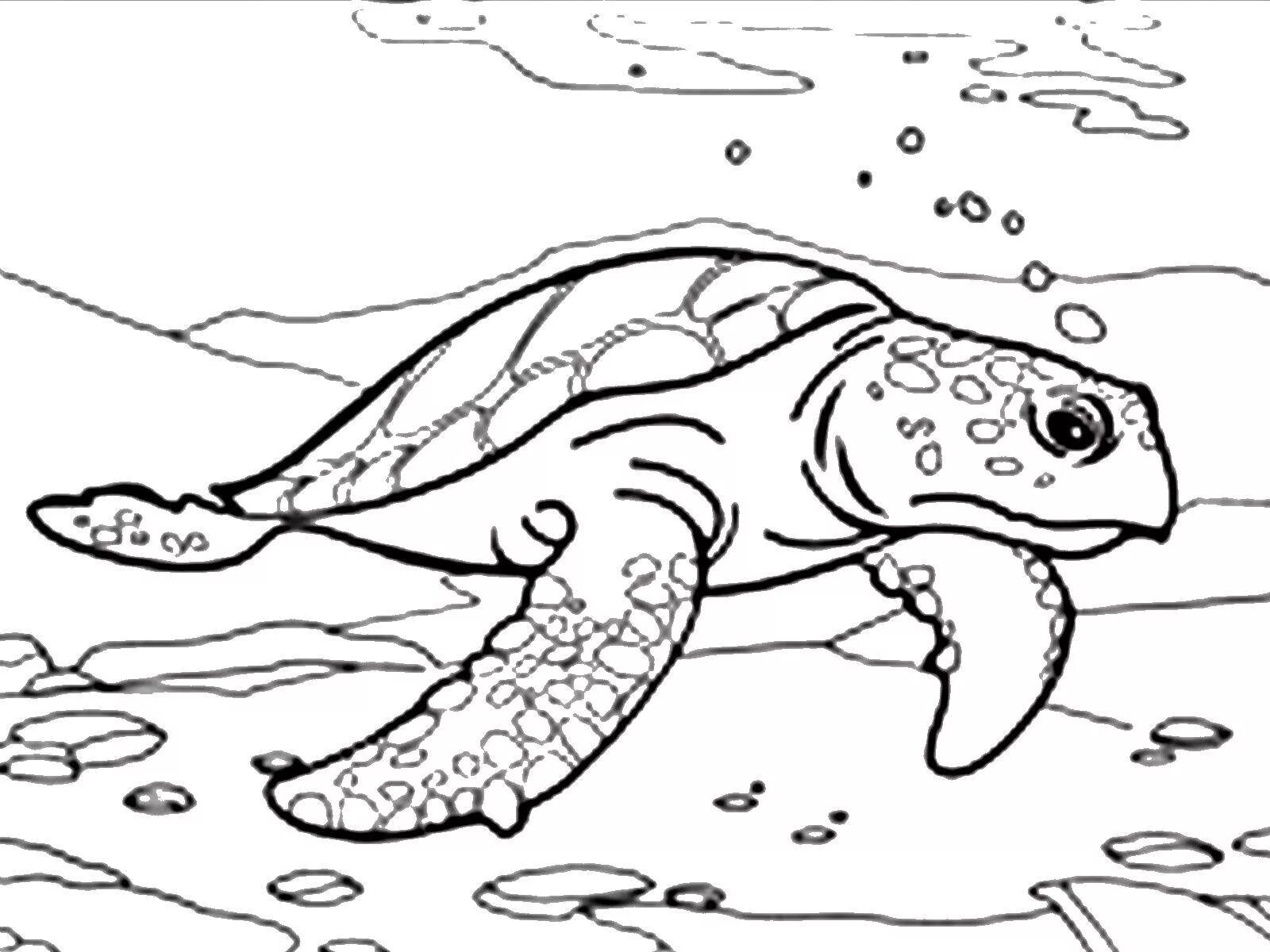 Раскраски обитатели морей. Раскраска морские обитатели. Раскраска черепаха. Раскраска "морские жители". Морские обитатели раскраска для детей.