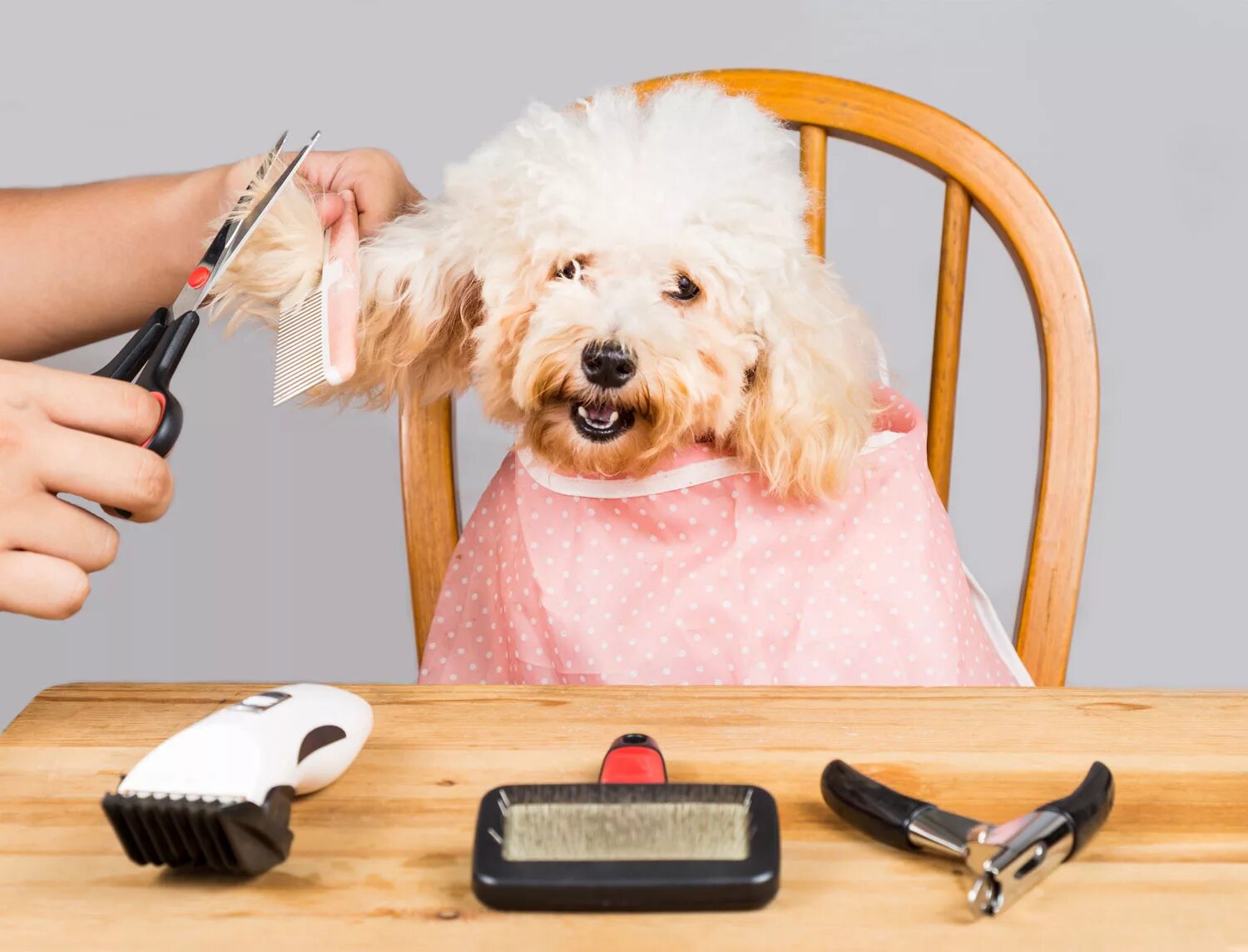 Реклама груминга животных. Машинки для грумеров. Грумеру интернет. Профессия грумер. Собачки груминг.