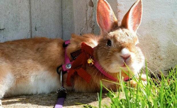 Можно ли кроликам редиску. Кролик в траве. Вредный кролик. Кролик Вики. Вредная трава для кроликов.