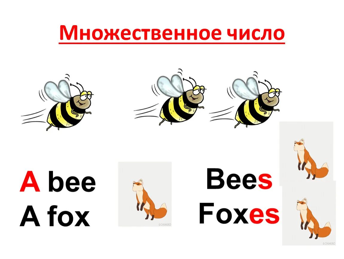 Bee множественное число. Fox Bee. Fox множественное число. Fox Foxes множественное число.