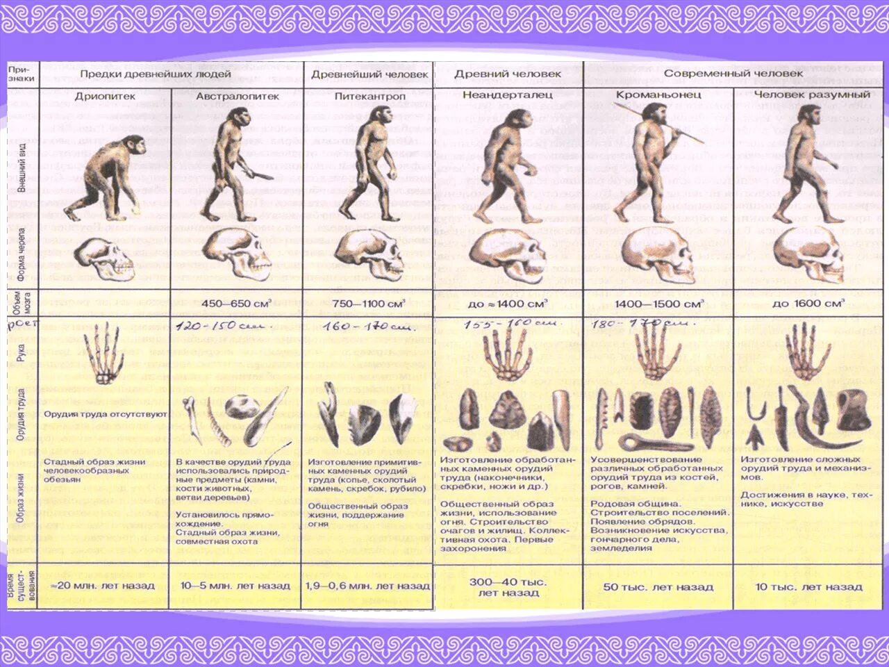 Верная последовательность этапов антропогенеза. Стадии эволюции человека таблица дриопитек. Таблица Эволюция человека 11 класс дриопитеки. Этапы эволюции человека таблица дриопитек. Этапы эволюции предков человека таблица.