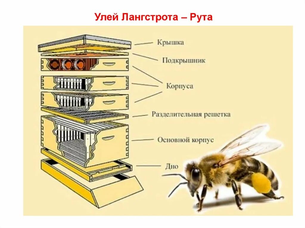 Схема строения пчелиного улья. Как устроен улей для пчел внутри. Строение улья для пчел. Строение улья для пчел схема.