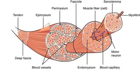 30 Label The Structures Of A Skeletal Muscle - Labels For Your Ideas.