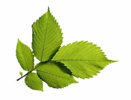 Green leaf перевод
