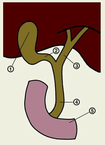 Холедох отделы. Холедох пузырный проток. Строение общего желчного протока. Печень и желчевыводящие пути схема. Желчный пузырь и холедох анатомия.