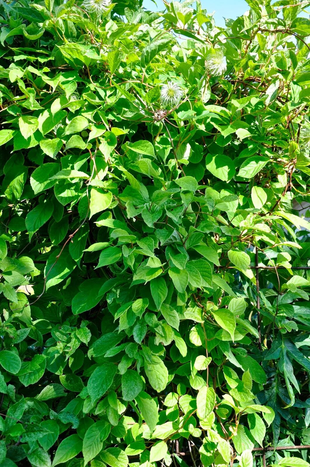 Schisandra chinensis - Image of an specimen - Plantarium