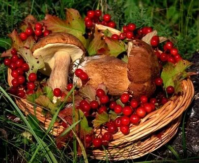 Осень балует дарами
