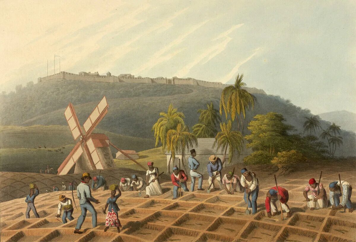 Плантации сахарного тростника в Индии 19 века. Латифундии в Латинской Америке 19 век. Плантации в Латинской Америке 19 век. Плантации сахарного тростника 19 век.