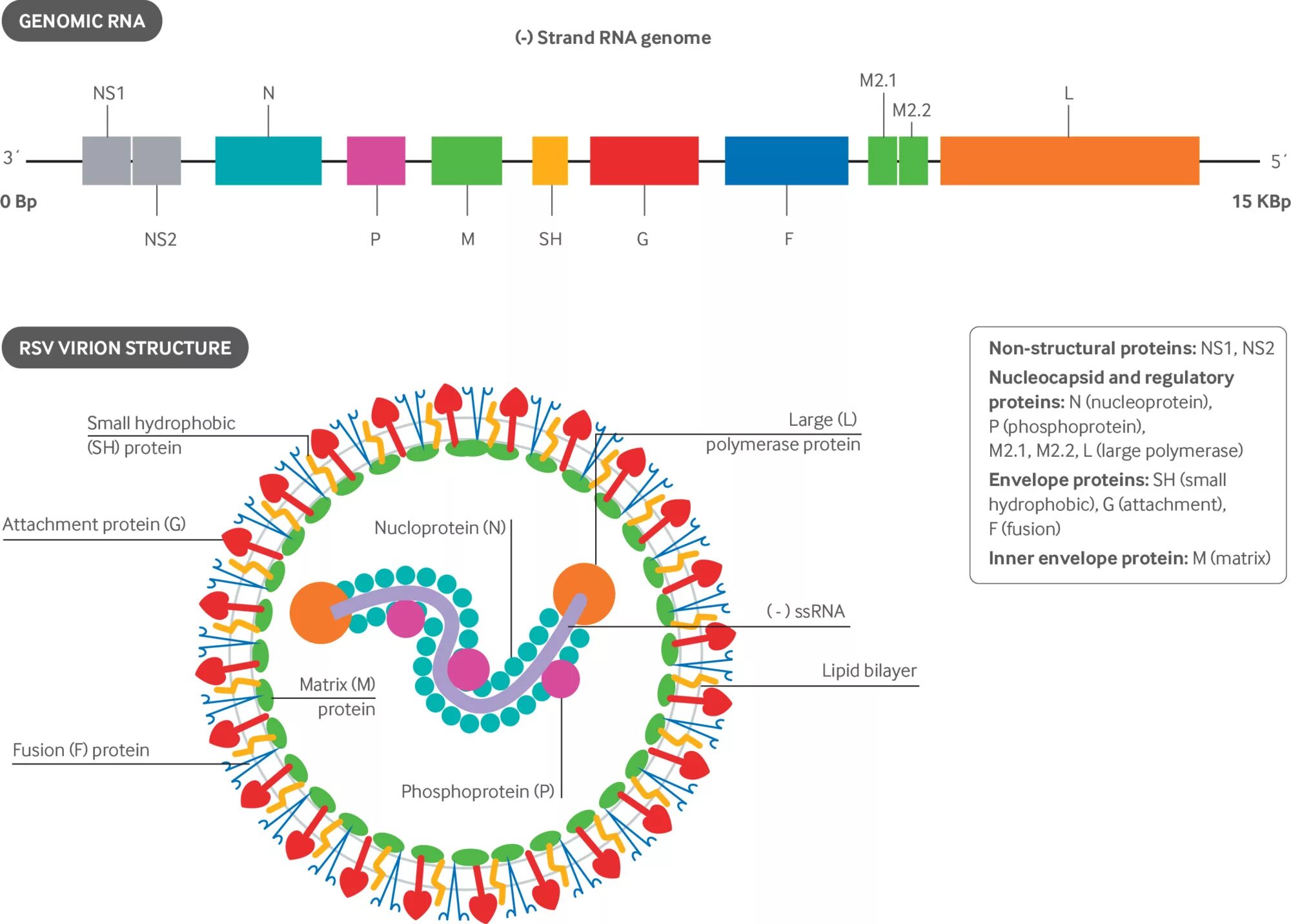 Syncytial virus. Респираторно- синцитиальный вирус резистентность. РС вирус. РНК Respiratory syncytial virus.