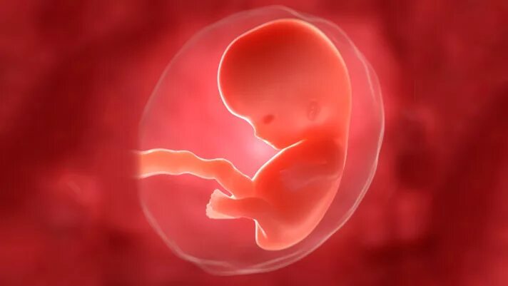 Ребенок в первые месяцы беременности. Эмбрион на 3 месяце беременности. Первый триместр беременности плод. Зародыш 3 месяца ребенок.