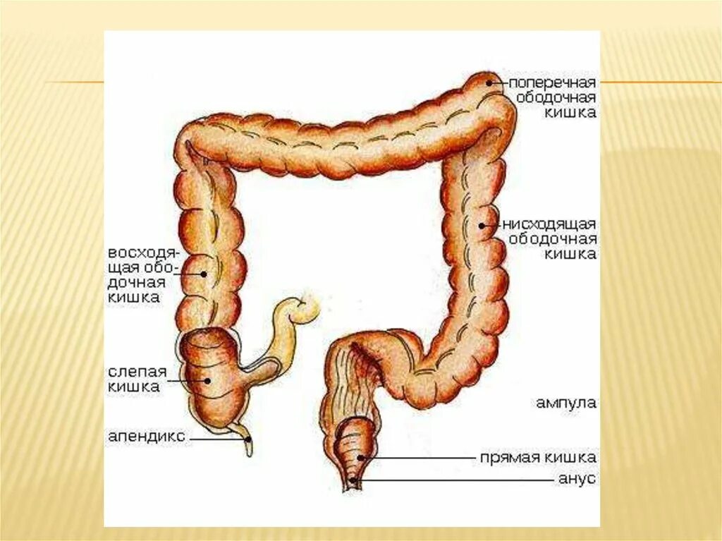 Строение Толстого кишечника анатомия. Анатомия человека кишечник толстая кишка. Анатомия восходящего отдела толстой кишки. Строение толстой кишечника. Прямая толстая и тонкая кишка