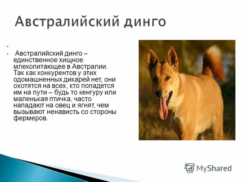 австралийский динго список млекопитающих австралии. собака динго в австралии. австралийский динго список млекопитающих австралии. динго в австралии. порода динго.