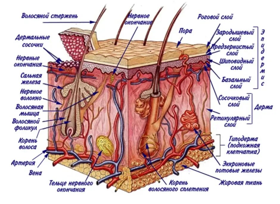 Ширина кожи. Строение кожи человека схема с описанием. Строение кожи слои. Слой 1) эпидермис 2) дерма 3) гиподерма. Слои кожи анатомия.