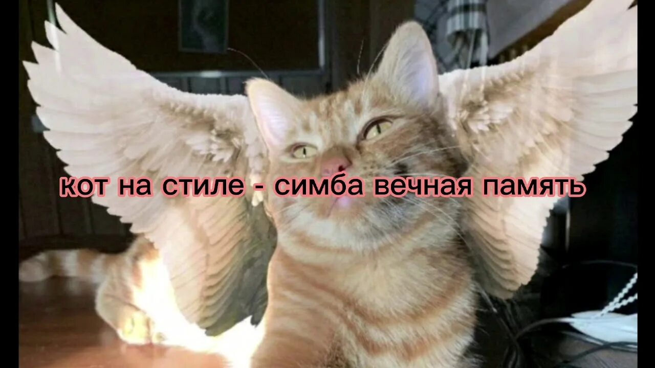 Симбу про котиков - найдено 80 картинок