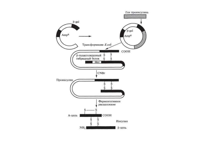 Генно-инженерный Синтез инсулина. Схема получения инсулина. Схема синтеза инсулина. Схема бактериальных клеток синтезирующих инсулин.