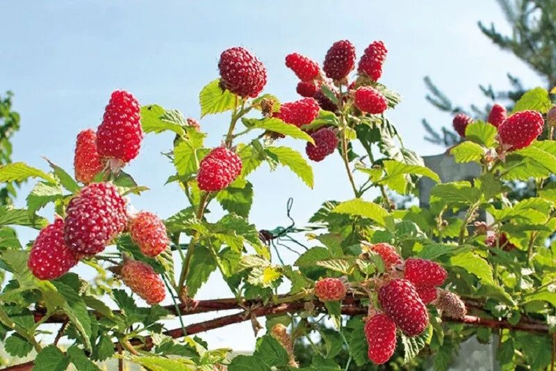 Ежемалина (ежевика) Логанберри. Ежемалина Tayberry. Ежемалина сорт Тайберри. Ежемалина Тайберри куст.