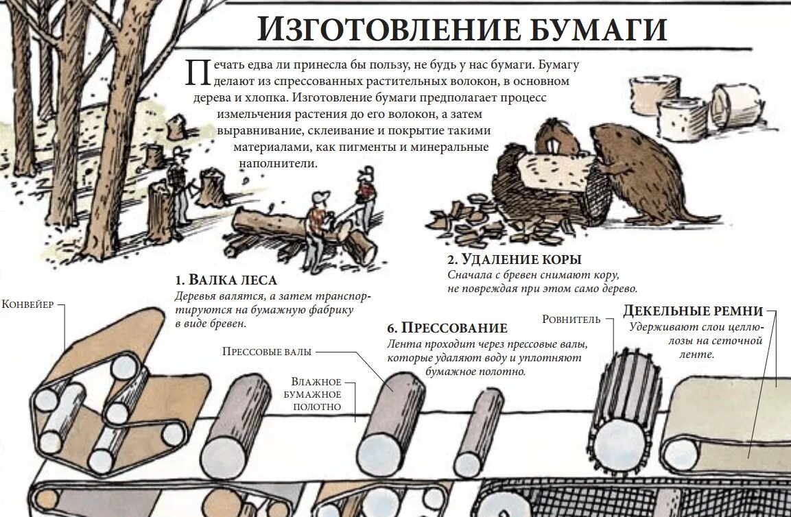 Текст как делают бумагу. Как делают бумагу кратко. Риз чего делают бумагу. Деревья для производства бумаги. Как делают бумагу из дерева.