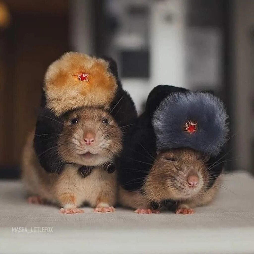 Мыши пара. Хомяк в шапке. Хомячок и мышка. Два хомяка. Милые Грызуны.