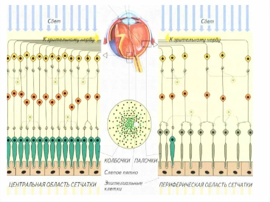 Палочки и колбочки сетчатки схема. Распределение колбочек и палочек по сетчатке. Строение глаза колбочки и палочки. Палочки и колбочки сетчатки глаза расположены.