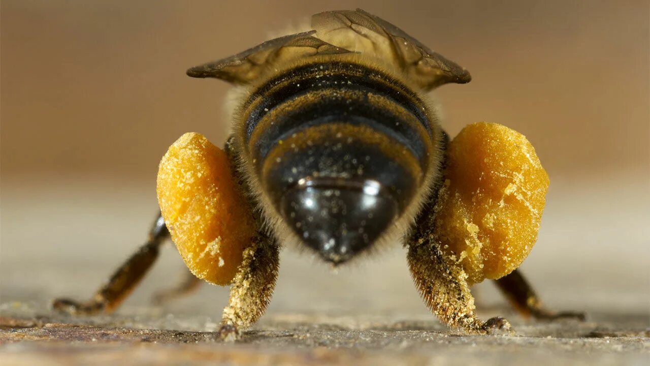 Пчела питается нектаром. Пчелиная пыльца (Bee pollen). Пчела с пыльцой и нектаром. Пчела с пыльцой на лапках. Пчела собирает нектар.