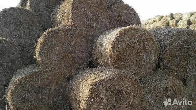 Сено в рулонах 300 кг. Авито кбр сено солома в тюках. Авито сено самарская. Частные сельхозпроизводители сено. Луговое сено этикетки.