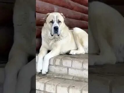 Маршал бухара