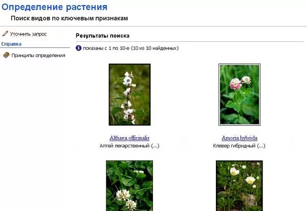 Поиск названия растения по картинке. Найти по фото название растения с телефона. Найти по фото название растения с телефона. Опознать комнатный цветок. Найти по фото название растения с телефона.