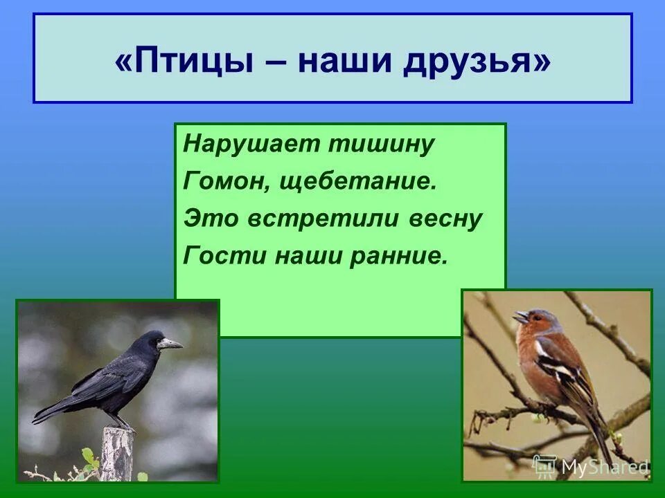 человек птица. птицы друзья людей. урок во 2 кл. птицы друзья людей. почему птицы друзья человека.