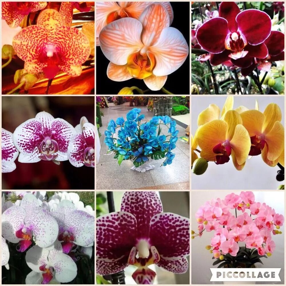 Pin de Kassiani Pouliou em Άνθη em 2023 Orquídeas, Flores artificiais, Flores