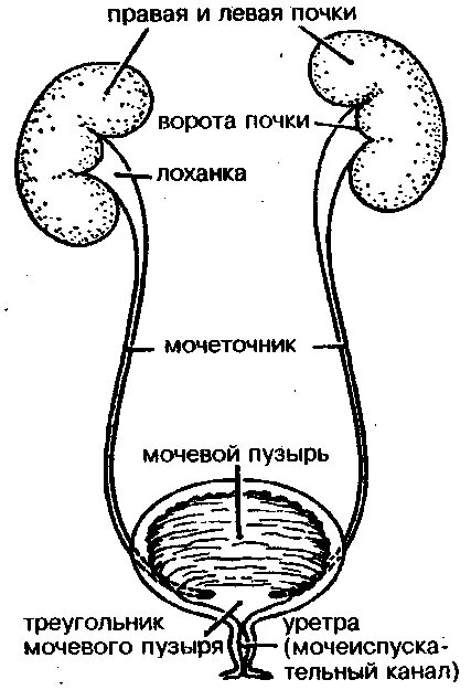 Название мочеточника. Мочевыделительная система анатомия человека схема. Анатомия мочевыделительной системы строение почки. Строение почки и мочевого пузыря. Строение выделительной системы человека схема.