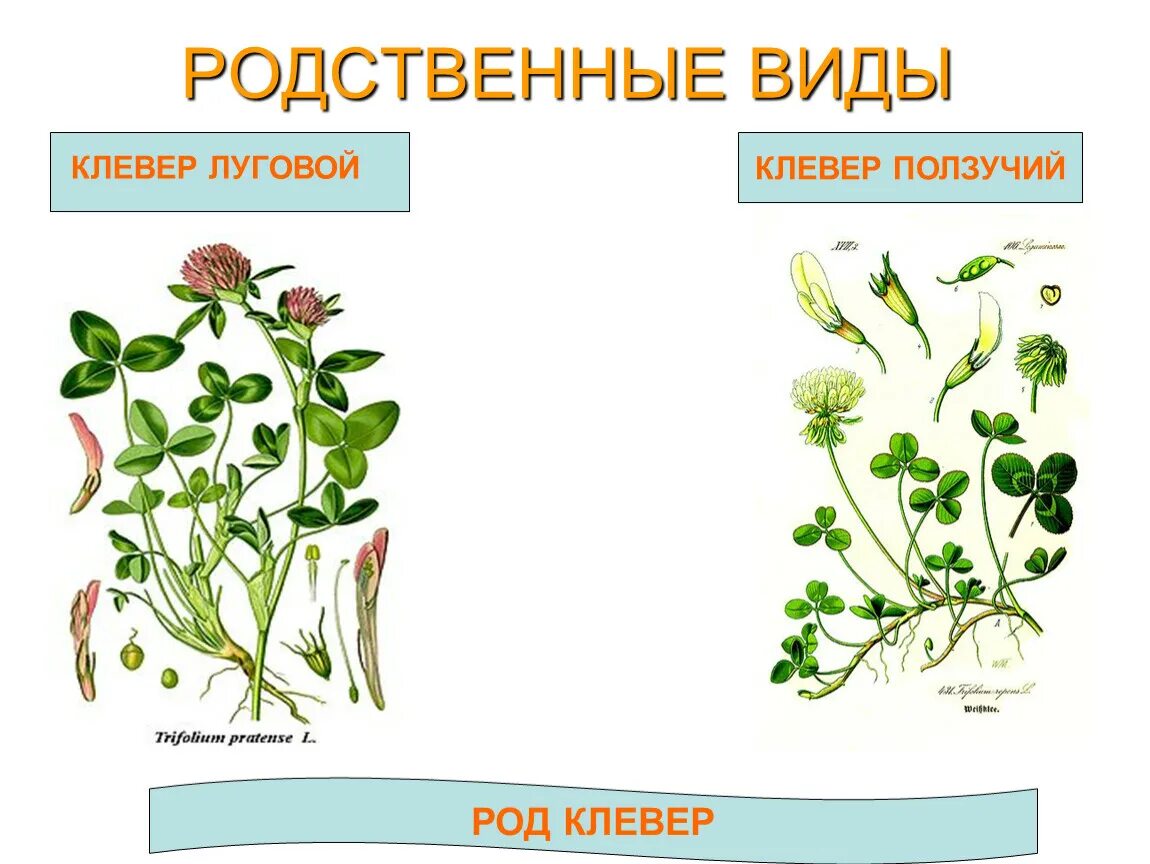 Черты сходства двух растений одного рода. Род растения Клевер Луговой. Клевер ползучий стебель. Клевер Луговой и Клевер ползучий. Морфологические критерии клевера ползучего.