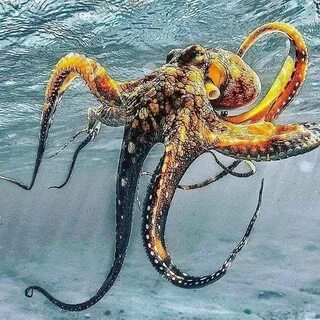 Осьминог охотится