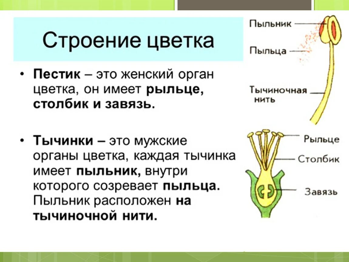 Строение пестика и тычинки. Какого строение пестика и тычинки. Строение пестика 6 класс биология. Каково строение пестика и тычинки биология 6.