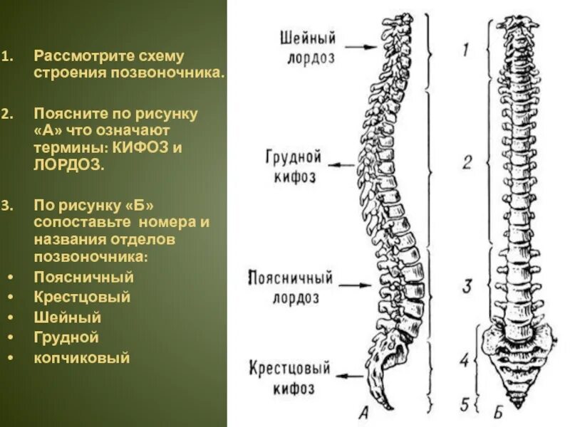 Определите отделы позвоночника. Строение позвоночника лордоз кифоз. Позвонки l1 th7. Отделы позвоночника лордоз кифоз. Шейный отдел позвонки с4-с7.