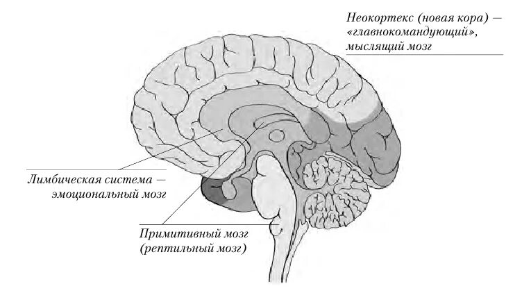 3 слоя мозга. Триединая модель мозга Маклина. Теория Триединого мозга пола Маклина. Рептильный мозг лимбический мозг и неокортекс. Строение мозга человека неокортекс лимбическая система.