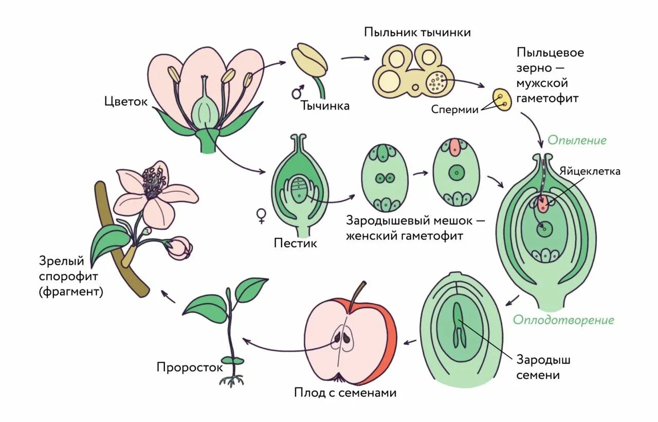 Размножение покрытосеменных растений схема. Схема жизненного цикла цветковых растений 6 класс биология. Жизненный цикл цветкового растения схема. Цикл размножения покрытосеменных растений схема. Вегетативное и генеративное ядро