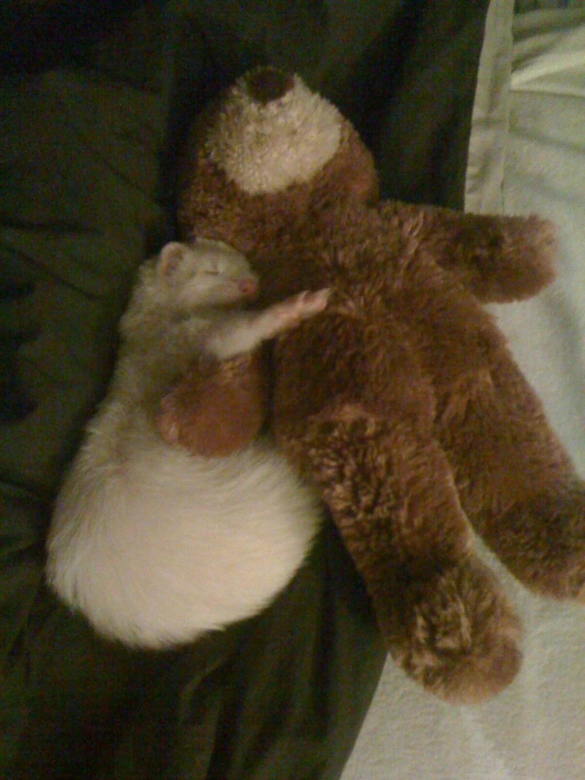 Медведи хомячки. Хомяк и Медвежонок. Хомячок медведь. Мишка обнимает хомяка. Хорек Тедди.